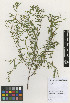  (Mimosa magentea - IIBCE40)  @11 [ ] Copyright (2020) Unspecified Universidad de la Republica, Facultad de Agronomia, Bernardo Rosengurtt Herbarium