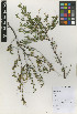  (Mimosa ramulosa - IIBCE43)  @11 [ ] Copyright (2023) Unspecified Universidad de la Republica, Facultad de Agronomia, Bernardo Rosengurtt Herbarium