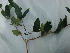  (Myrcianthes - IIBCE60)  @11 [ ] CreativeCommons - Attribution Share-Alike (2024) Unspecified Universidad de la Republica, Facultad de Agronomia, Bernardo Rosengurtt Herbarium