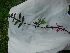  ( - IBCE22)  @11 [ ] CreativeCommons - Attribution Share-Alike (2024) Unspecified Museo y Jardin Botanico Prof. Atilio Lombardo