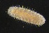  ( - ZMBN_160942)  @11 [ ] Creative Commons BY NC SA (2024) University of Bergen Natural History Collections