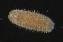  ( - ZMBN_160942)  @11 [ ] Creative Commons BY NC SA (2024) University of Bergen Natural History Collections