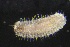  ( - ZMBN_160945)  @11 [ ] Creative Commons BY NC SA (2024) University of Bergen Natural History Collections