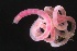  ( - ZMBN_160953)  @11 [ ] Creative Commons BY NC SA (2024) University of Bergen Natural History Collections