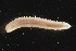  ( - ZMBN_160964)  @11 [ ] Creative Commons BY NC SA (2024) University of Bergen Natural History Collections
