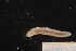  ( - ZMBN_160964)  @11 [ ] Creative Commons BY NC SA (2024) University of Bergen Natural History Collections
