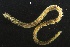  ( - ZMBN_160988)  @11 [ ] Creative Commons BY NC SA (2024) University of Bergen Natural History Collections