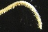  ( - ZMBN_160989)  @11 [ ] Creative Commons BY NC SA (2024) University of Bergen Natural History Collections