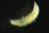  ( - ZMBN_161003)  @11 [ ] Creative Commons BY NC SA (2024) University of Bergen Natural History Collections