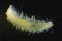  ( - ZMBN_161003)  @11 [ ] Creative Commons BY NC SA (2024) University of Bergen Natural History Collections