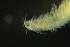  ( - ZMBN_161003)  @11 [ ] Creative Commons BY NC SA (2024) University of Bergen Natural History Collections