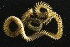  ( - ZMBN_161006)  @11 [ ] Creative Commons BY NC SA (2024) University of Bergen Natural History Collections