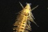  ( - ZMBN_161006)  @11 [ ] Creative Commons BY NC SA (2024) University of Bergen Natural History Collections