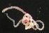  ( - ZMBN_161018)  @11 [ ] Creative Commons BY NC SA (2024) University of Bergen Natural History Collections