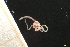  ( - ZMBN_161018)  @11 [ ] Creative Commons BY NC SA (2024) University of Bergen Natural History Collections