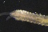  (Polydorini - ZMBN_161032)  @11 [ ] Creative Commons BY NC SA (2024) University of Bergen Natural History Collections