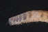  ( - ZMBN_161091)  @11 [ ] Creative Commons BY NC SA (2024) University of Bergen Natural History Collections