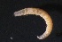  ( - ZMBN_161091)  @11 [ ] Creative Commons BY NC SA (2024) University of Bergen Natural History Collections