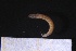  ( - ZMBN_161091)  @11 [ ] Creative Commons BY NC SA (2024) University of Bergen Natural History Collections