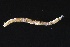  ( - ZMBN_161092)  @11 [ ] Creative Commons BY NC SA (2024) University of Bergen Natural History Collections