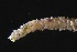  ( - ZMBN_161092)  @11 [ ] Creative Commons BY NC SA (2024) University of Bergen Natural History Collections