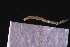  ( - ZMBN_161092)  @11 [ ] Creative Commons BY NC SA (2024) University of Bergen Natural History Collections