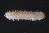  ( - ZMBN_161094)  @11 [ ] Creative Commons BY NC SA (2024) University of Bergen Natural History Collections