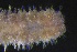  ( - ZMBN_161094)  @11 [ ] Creative Commons BY NC SA (2024) University of Bergen Natural History Collections