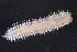  ( - ZMBN_161094)  @11 [ ] Creative Commons BY NC SA (2024) University of Bergen Natural History Collections