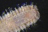  ( - ZMBN_161094)  @11 [ ] Creative Commons BY NC SA (2024) University of Bergen Natural History Collections