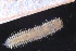  ( - ZMBN_161094)  @11 [ ] Creative Commons BY NC SA (2024) University of Bergen Natural History Collections