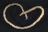  ( - ZMBN_161154)  @11 [ ] Creative Commons BY NC SA (2024) University of Bergen Natural History Collections