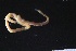  ( - ZMBN_161156)  @11 [ ] Creative Commons BY NC SA (2024) University of Bergen Natural History Collections