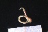  ( - ZMBN_161156)  @11 [ ] Creative Commons BY NC SA (2024) University of Bergen Natural History Collections