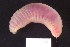  ( - ZMBN_161210)  @11 [ ] Creative Commons BY NC SA (2024) University of Bergen Natural History Collections