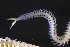  ( - ZMBN_161245)  @11 [ ] Creative Commons BY NC SA (2024) University of Bergen Natural History Collections