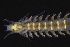  ( - ZMBN_161245)  @11 [ ] Creative Commons BY NC SA (2024) University of Bergen Natural History Collections