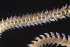  ( - ZMBN_161245)  @11 [ ] Creative Commons BY NC SA (2024) University of Bergen Natural History Collections