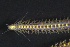  ( - ZMBN_161257)  @11 [ ] Creative Commons BY NC SA (2024) University of Bergen Natural History Collections
