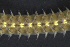  ( - ZMBN_161257)  @11 [ ] Creative Commons BY NC SA (2024) University of Bergen Natural History Collections