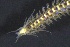  ( - ZMBN_161258)  @11 [ ] Creative Commons BY NC SA (2024) University of Bergen Natural History Collections