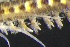  ( - ZMBN_161258)  @11 [ ] Creative Commons BY NC SA (2024) University of Bergen Natural History Collections
