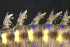  ( - ZMBN_161258)  @11 [ ] Creative Commons BY NC SA (2024) University of Bergen Natural History Collections