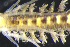  ( - ZMBN_161258)  @11 [ ] Creative Commons BY NC SA (2024) University of Bergen Natural History Collections