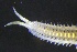  ( - ZMBN_161258)  @11 [ ] Creative Commons BY NC SA (2024) University of Bergen Natural History Collections