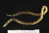  ( - ZMBN_161258)  @11 [ ] Creative Commons BY NC SA (2024) University of Bergen Natural History Collections