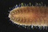  ( - ZMBN_161262)  @11 [ ] Creative Commons BY NC SA (2024) University of Bergen Natural History Collections