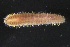  ( - ZMBN_161262)  @11 [ ] Creative Commons BY NC SA (2024) University of Bergen Natural History Collections