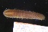  ( - ZMBN_161262)  @11 [ ] Creative Commons BY NC SA (2024) University of Bergen Natural History Collections