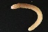  ( - ZMBN_161263)  @11 [ ] Creative Commons BY NC SA (2024) University of Bergen Natural History Collections